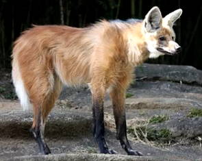 Foto de um lobo-guará adulto