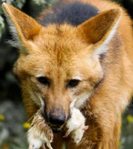 Lobo-guará com um animal de pequeno porte na boca