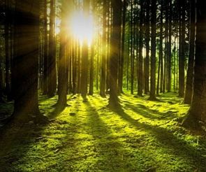 Luz do sol entrando entre as árvores de uma floresta