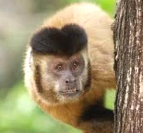 Macaco-prego num tronco de árvore