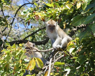 Foto de dois macacos numa árvore