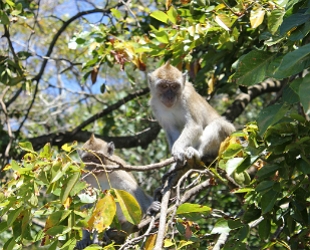 Foto de dois macacos numa &aacute;rvore