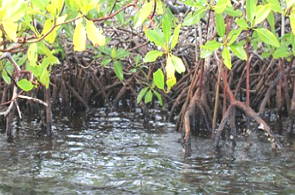 Mangue com água salobra e vegetação