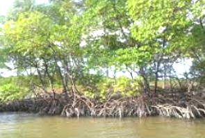 Foto da vegetação do manguezal