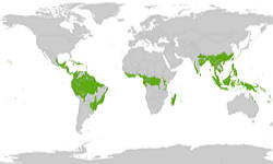 Mapa indicando as regiões que possuem florestas úmidas
