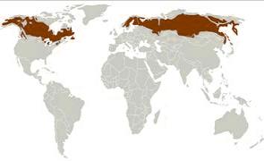 Mapa Mundi mostrando a localização geográfica da Taiga