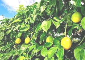 Foto de uma planta com muitas folhas verdes e frutos amarelos.