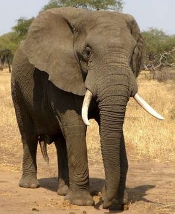 Cabe&ccedil;a de um elefante com as presas de marfim