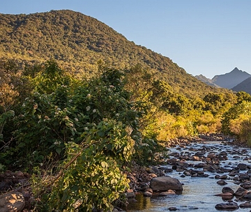 Mata Atl&acirc;ntica na regi&atilde;o Sudeste do Brasil