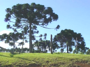 Foto da Mata dos Pinhais