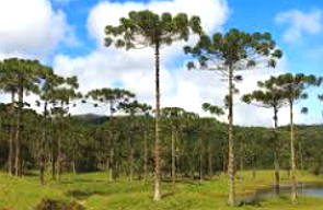 Foto da Mata de Arauc&aacute;rias na regi&atilde;o sul do Brasil