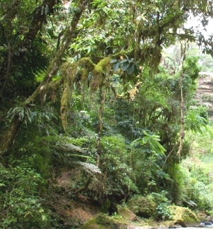 Foto mostrando uma &aacute;rea interna da Mata Atl&acirc;ntica com muitas &aacute;rvores