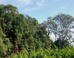 Paisagem da Mata Atlântica com muitas árvores