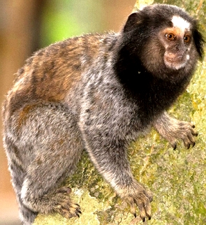 Foto de um macaquinho marrom com pelos pretos no rosto