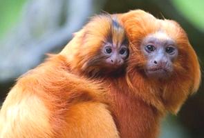 Foto de uma mãe de mico-leão-dourado carregando seu filhote nas costas