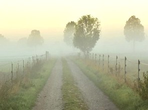 Paisagem com árvores e neblina