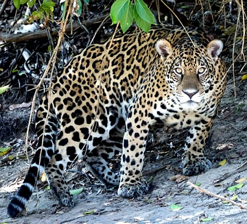 Foto de uma on&ccedil;a-pintada numa mata