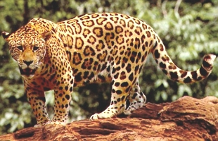 Foto de uma on&ccedil;a-pintada