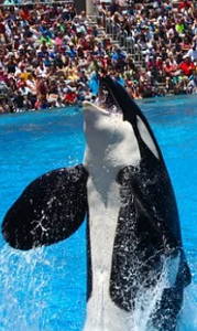 Foto de uma orca durante um show