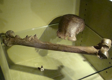 Ossos do Homo Erectus Erectus