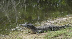 Imagem de um jacaré do Pantanal do Mato Grosso