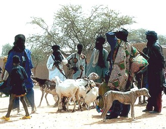 Foto de pastores do Sahel com ovelhas e cachorros