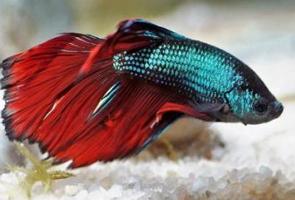Foto de um peixe-beta azul e vermelho