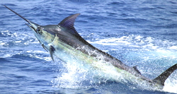 Peixe-agulhão, o mais rápido do mundo.