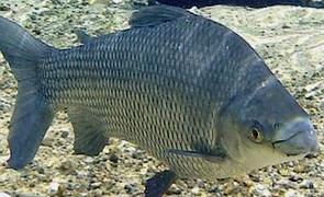 Foto de um peixe Curimbat&aacute;