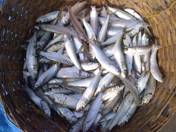 Peixes dentro de um cesto