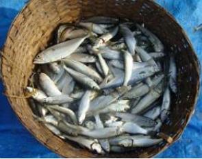 Peixes dentro de um cesto