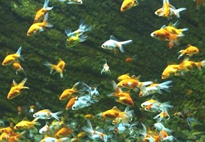 Foto do fundo de um rio ou mar mostrando v&aacute;rios peixes amarelos e tamb&eacute;m brancos