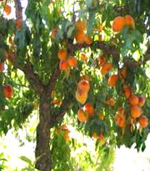 Foto de um pessegueiro carregado de frutas