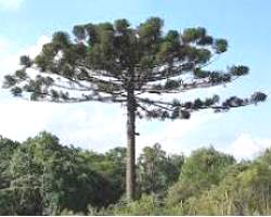 Árvore Pinheiro-do-Paraná, Araucária