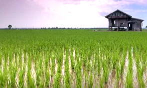 Foto de plantação de arroz