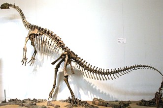 Esqueleto de um Plateossauro