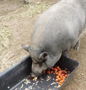 Foto de um porco se alimentando de vegetais