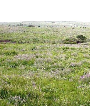 Paisagem da vegetação da pradaria da região centro-oeste dos EUA