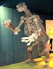 Foto do esqueleto fóssil de uma preguiça-gigante