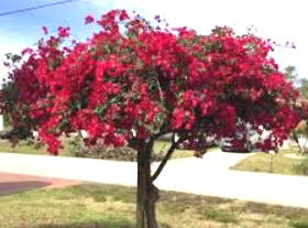 Foto de um arbusto de primavera de cor vermelha