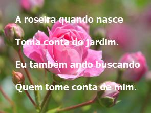 Roseira com uma rosa e o texto de uma quadrinha