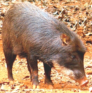 Foto de um queixada, animal parecido com porco