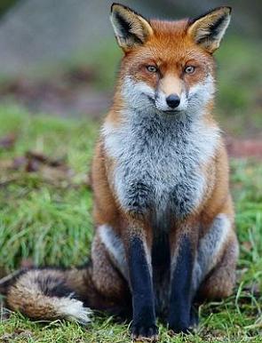 Foto de uma raposa-vermelha