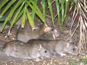 Vários ratos num jardim