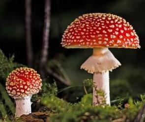 Imagem de dois fungos vermelhos