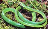 Cobra