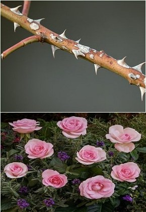 Flores: o que são e características principais - Sua Pesquisa