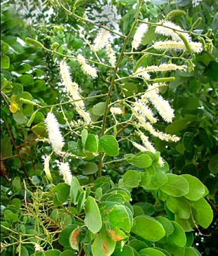 Foto da planta Mimosa caesalpiniifolia, conhecida como sabi&aacute;
