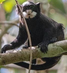 Sagui-de-Bigode num galho de árvore