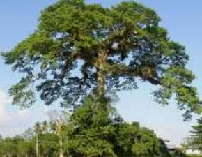Árvore Samaúma